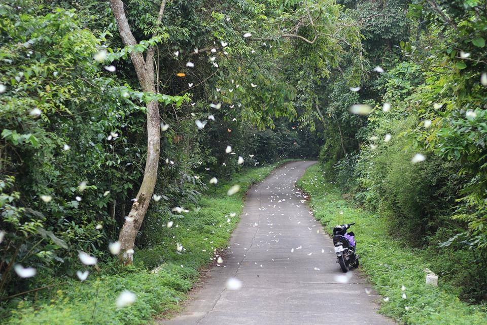 Vào mùa bướm trắng hàng năm, vườn quốc gia Cúc Phương bỗng trở nên thơ mộng như khu vườn cổ tích khổng lồ